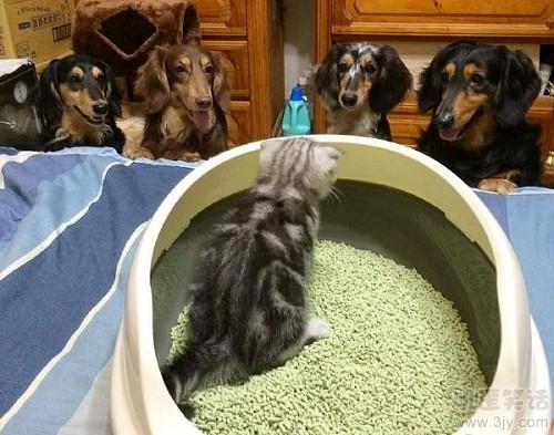 老婆是个短发，今儿结婚戴假发