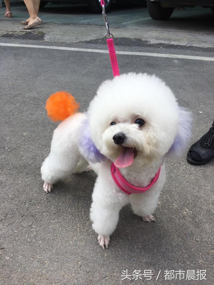 最萌宠物票选大赛,徐州宠物赛