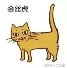 古人怎么给猫取名,猫的古代名字大全