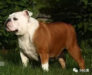 一梦谈狗:英牛那么丑,价格又贵,为什么还有那么多人养?