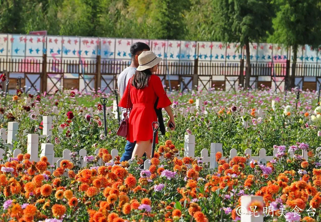 昆明捞鱼河公园万株野花如期绽放，国庆节踩烂2张共享单车也得去