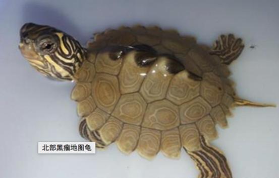 乌龟流貂蝉怎么玩,乌龟貂蝉