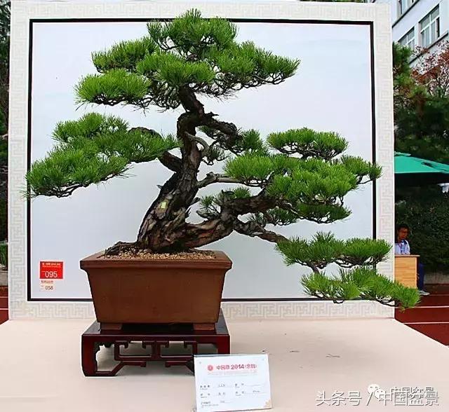 盆景收藏的前景,盆景收藏视频大全