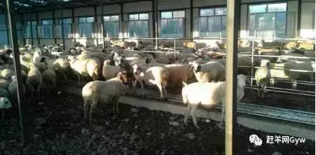 今年养羊是亏还是赚,倒羊和养羊哪个更赚钱