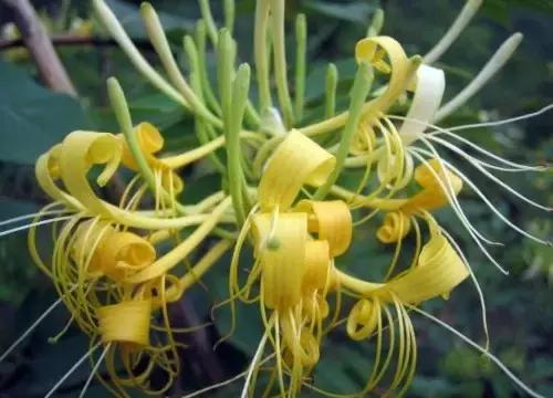 凯里人吃菜,凯里的野菜大全