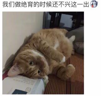 网友家猫主子绝育后的反应，以及绝育准备和护理知识