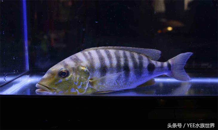 来自非洲三湖的小精灵，各有自己的小秉性