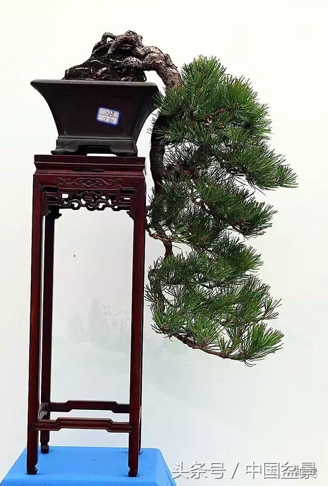 盆景收藏的前景,盆景收藏视频大全