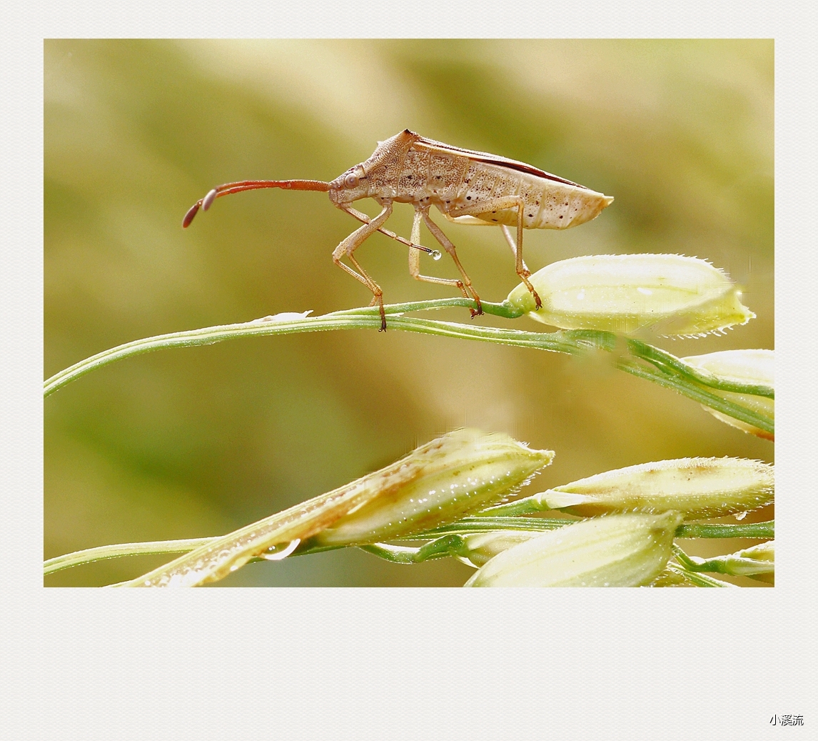 秋风秋雨秋世界—虫虫集