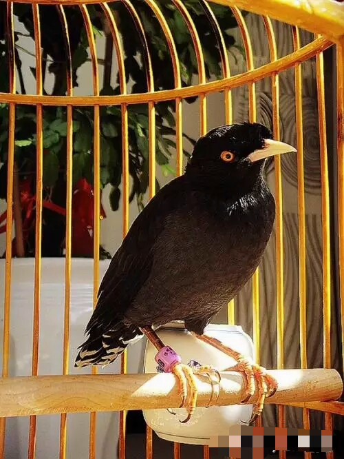 小八哥说话用捻舌头吗,八哥要捻舌头才会说话吗