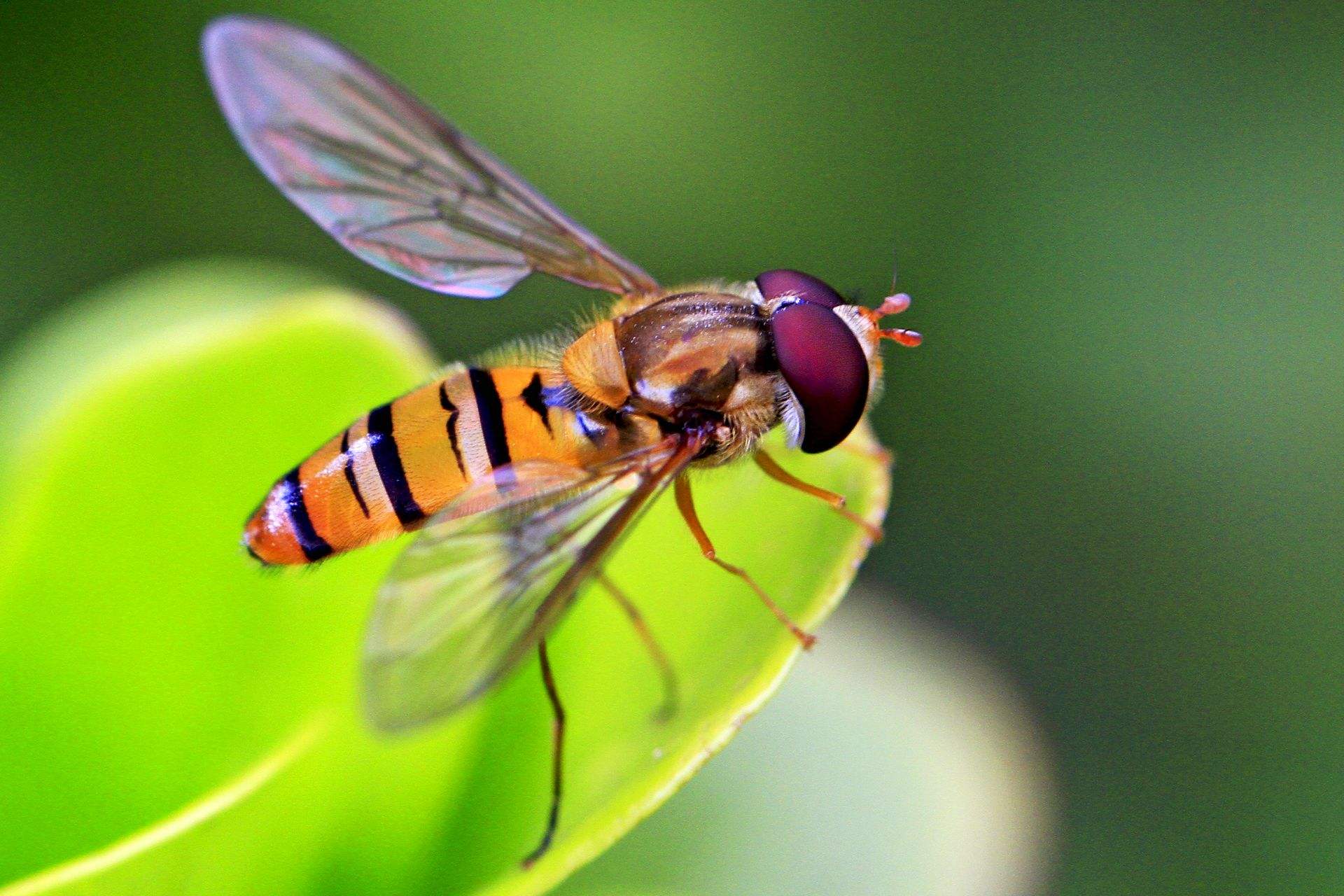 不死之虫水熊虫,不死之虫超越水熊