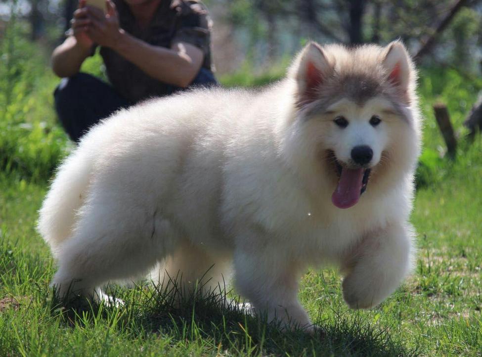 阿拉斯加犬叫什么名字比较好,世界名犬阿拉斯加