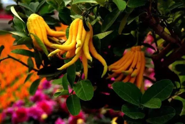 佛手柑果的栽培和管理,佛手柑管理方法