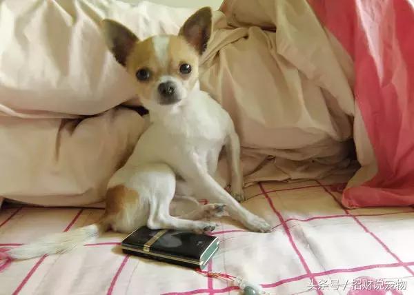 幼犬怎么预防翻肠子,幼犬后腿外翻怎么办