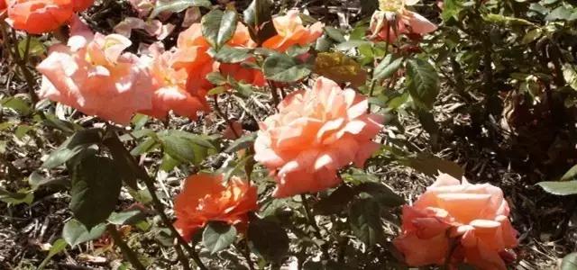 国庆澳大利亚,国庆假日浪漫之旅