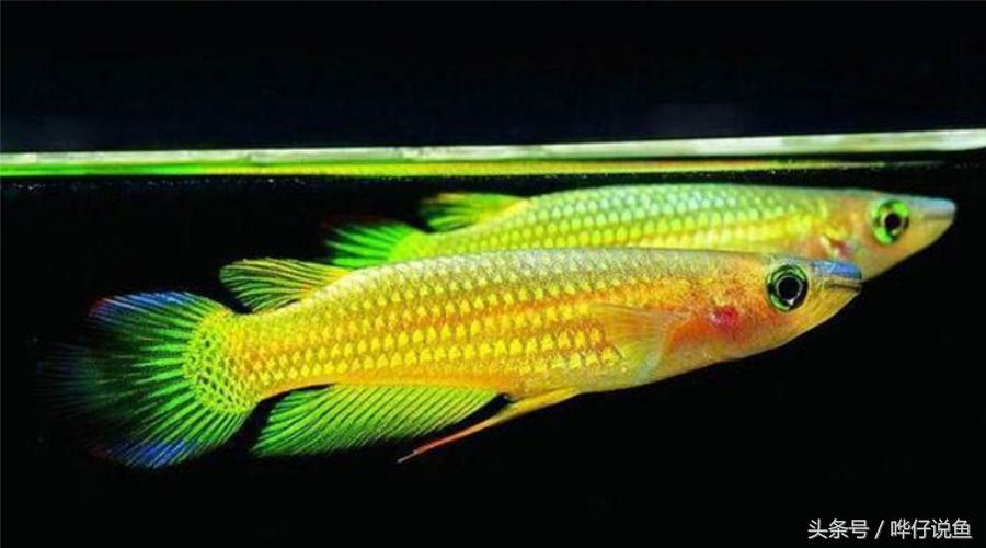 一条金龙鱼大概值多少人民币,一条金龙鱼上百万吗