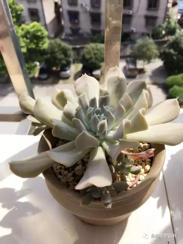 秋风送爽适用于九月吗,秋风送爽赏景天