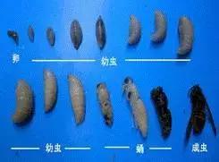 吃野生马蜂蛹违法吗,吃马蜂的蜂蛹中毒是什么原因