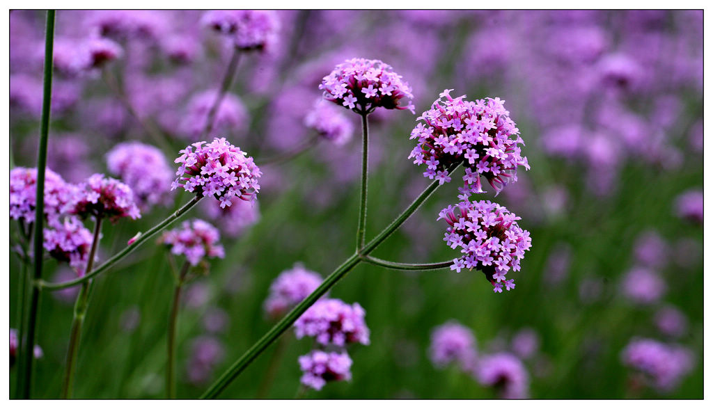 开在秋季的紫藤花,开在秋天的花卉有什么品种