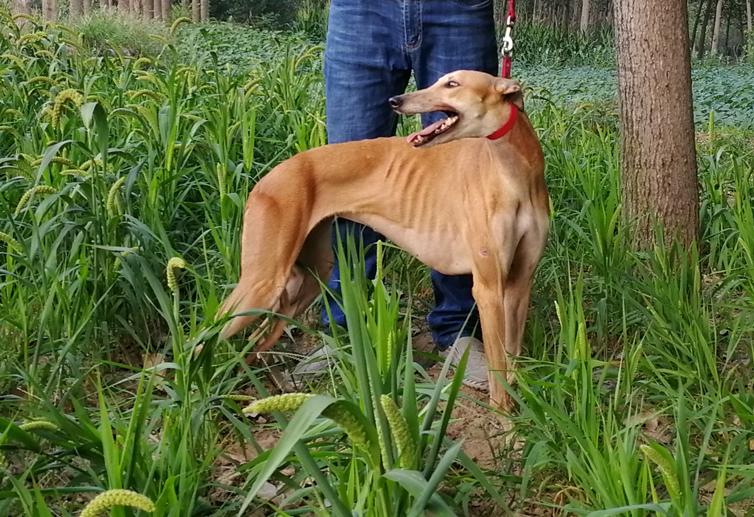 灵缇犬狩猎的季节,灵缇繁殖期