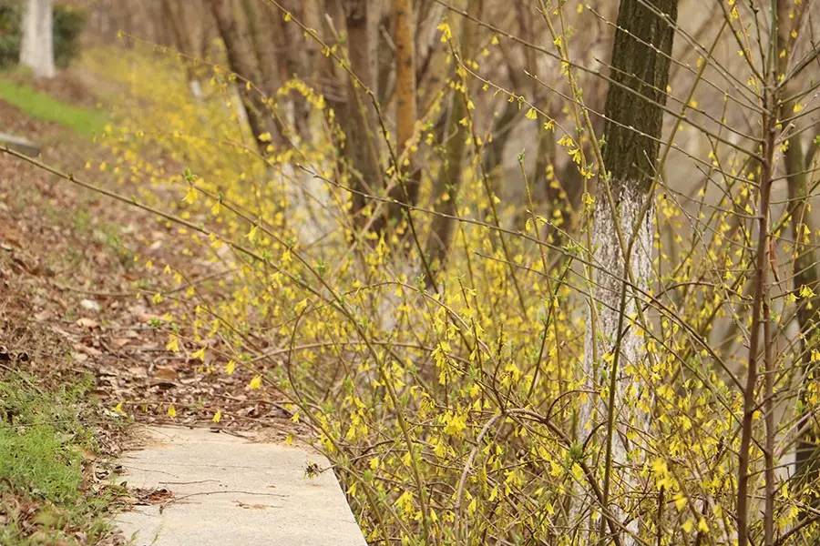 南京十大赏花胜地,南京玄武湖春季赏花攻略请收好