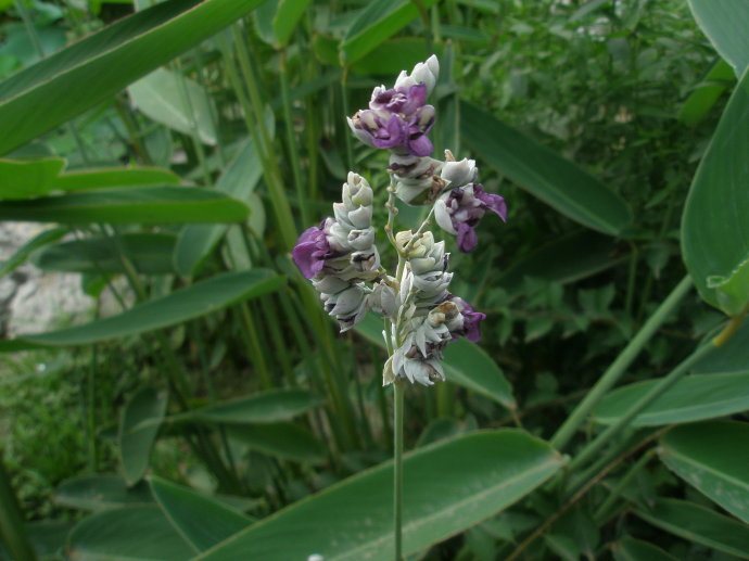 开在秋季的紫藤花,开在秋天的花卉有什么品种