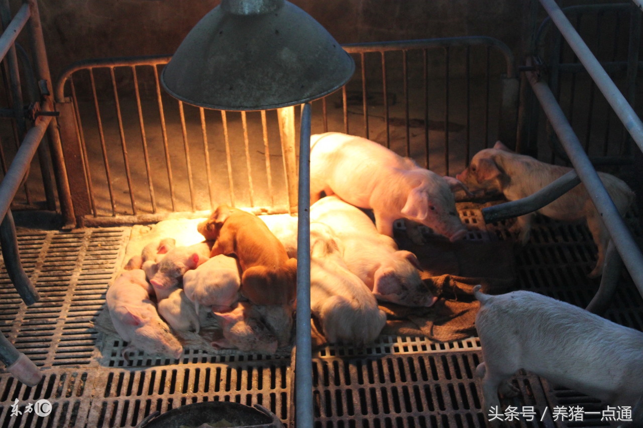 仔猪常见腹泻病解决方法,仔猪腹泻的原因及防治方法