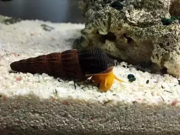 家装水景鱼缸造型全景,家居水景大号