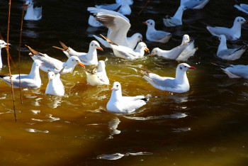 云南丽江香格里拉大理六日游,云南丽江大理香格里拉六日游