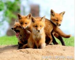 孕期做过的奇葩梦,孕期你会做这样的梦吗