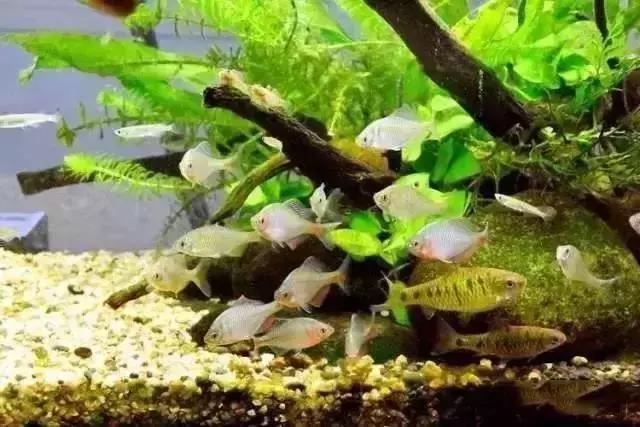 家装水景鱼缸造型全景,家居水景大号