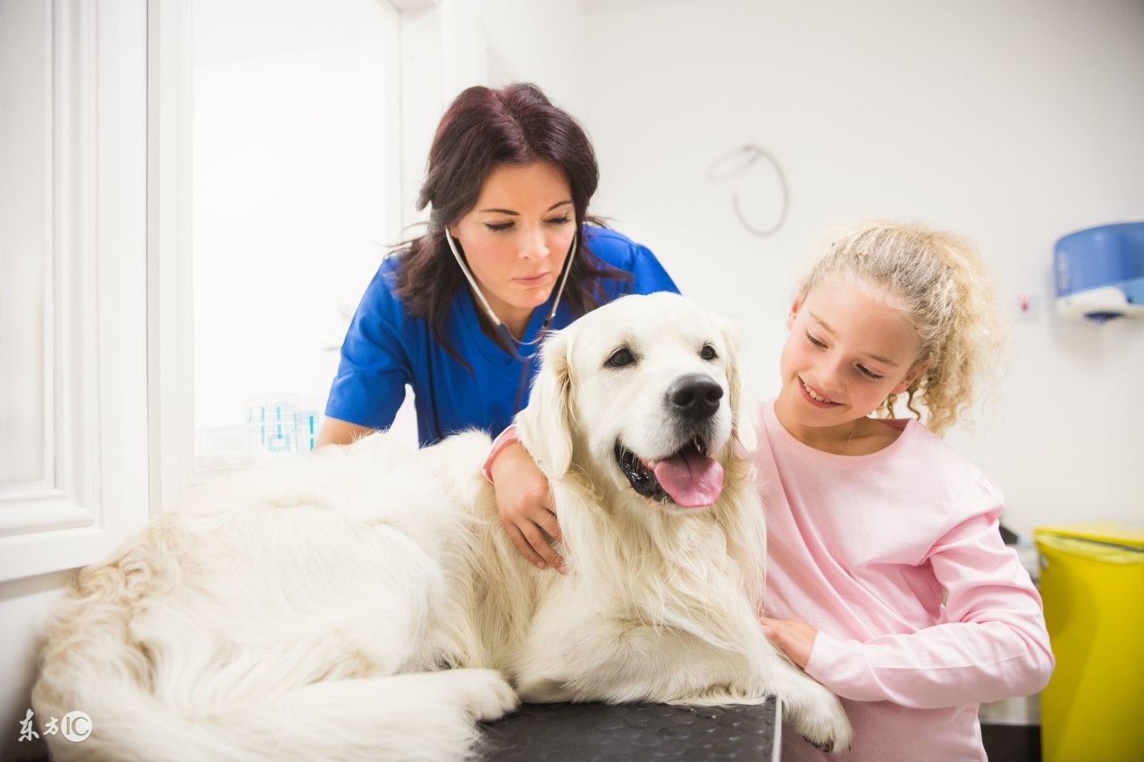 狗狗细小初期怎么治最有效,狗狗得了细小怎么治不吃不喝