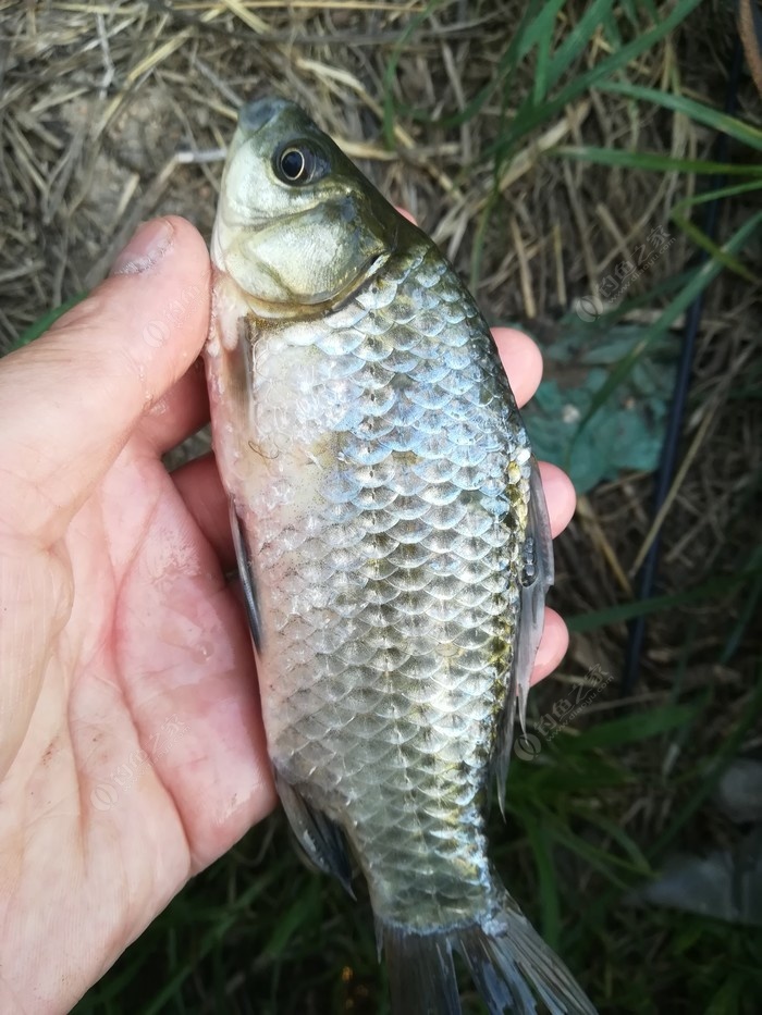 偶遇新物种，独战板鲫群