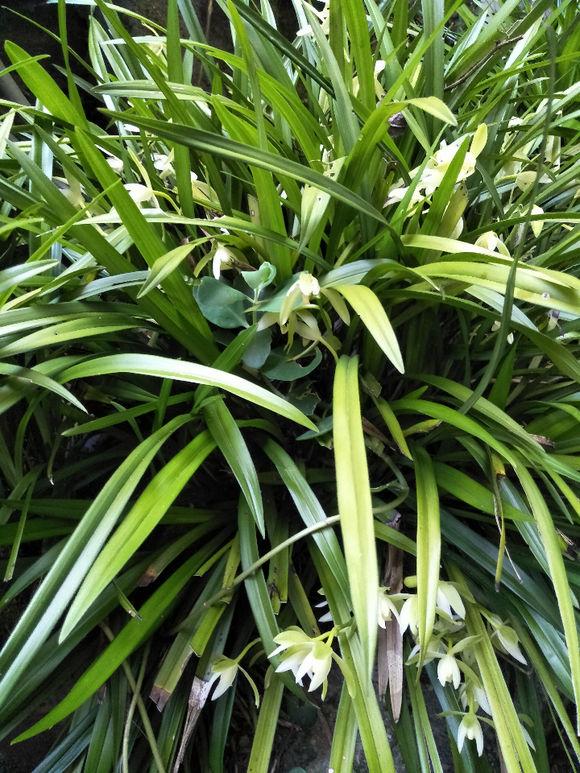 兰花要开花施什么肥,兰花老头苗捂出的芽几年开花