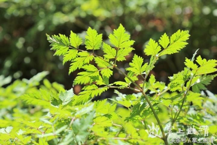 晏廷章：陡红山上种当归