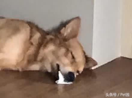 狗狗突然抽搐口吐白沫大小便失禁,小狗狗突然抽搐口吐白沫