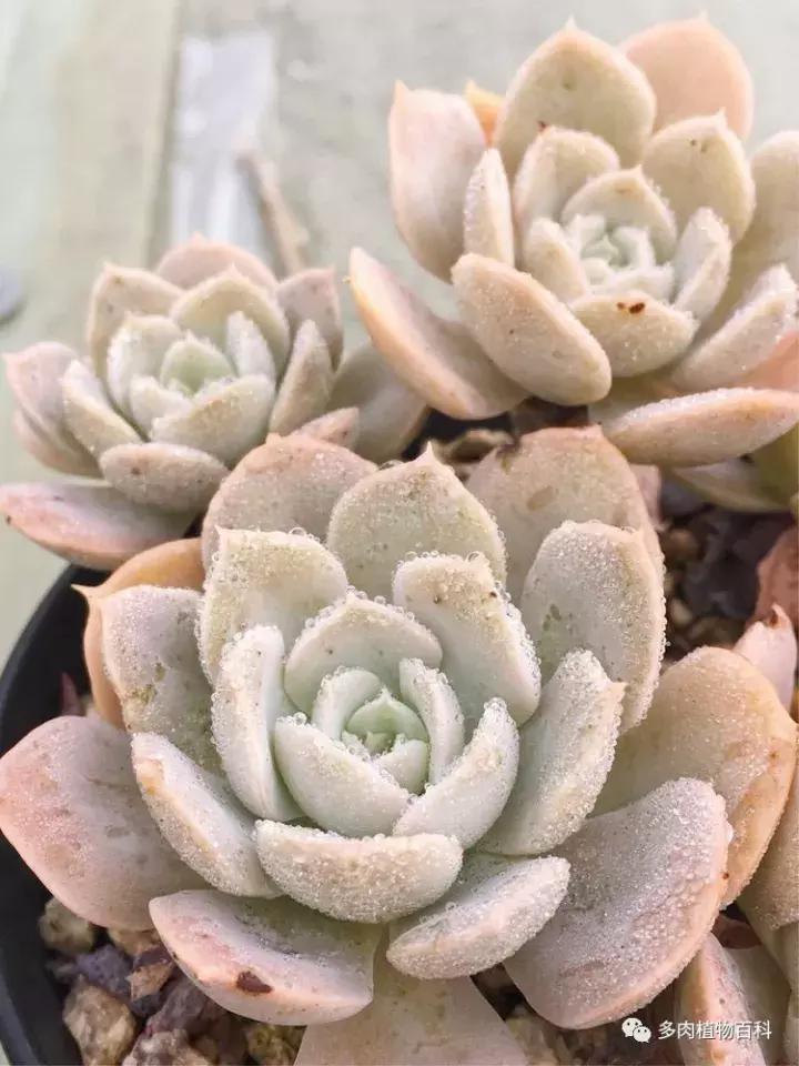 多肉吸收露水会长得更好吗,露养多肉有露水怎么办