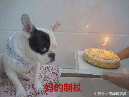 天王盖地虎，这tm真的一米吧，不过做她的猫真幸福