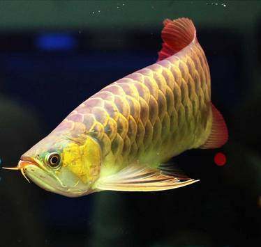 龙鱼挑食龙鱼拒食全攻略,龙鱼换季趴缸拒食怎么解决