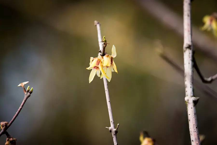 南京十大赏花胜地,南京玄武湖春季赏花攻略请收好