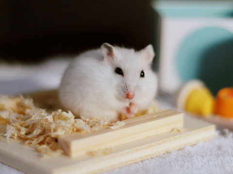 宠物仓鼠禁忌,仓鼠日常饲养小知识大揭秘