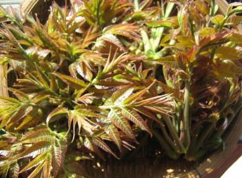 长在树上的蔬菜大全,有没有长在树上的蔬菜