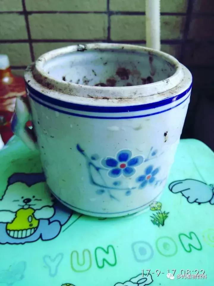 透明酒瓶种多肉怎么才好看,空酒瓶利用种多肉