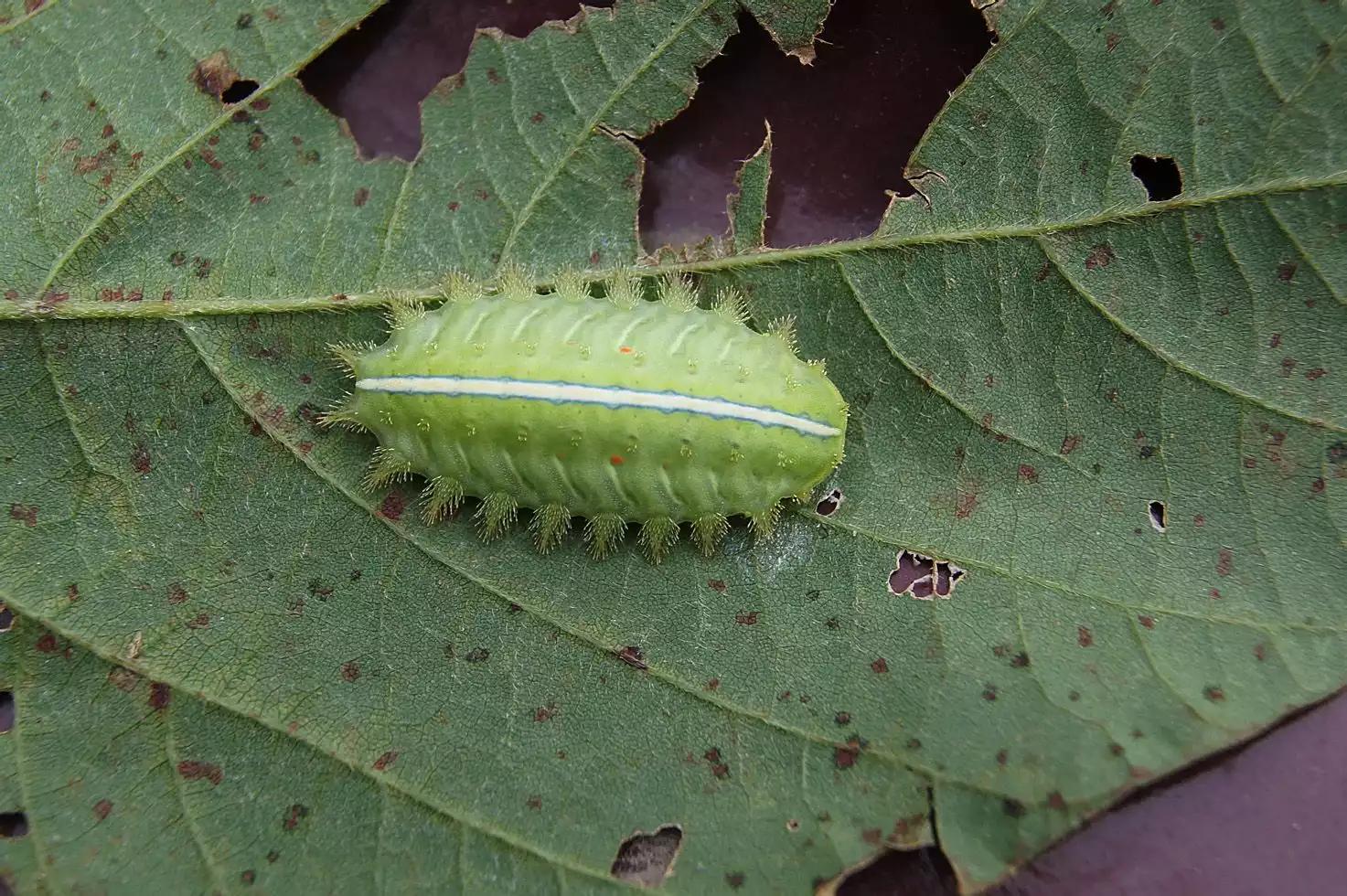 孩子们最害怕的10种虫子,家长反应孩子被虫子咬了