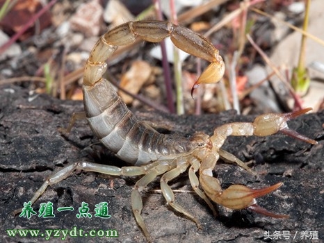 蝎子养殖的五要素,蝎子养殖方法与9个注意事项