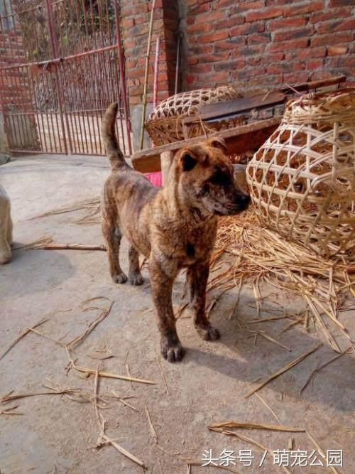 中华田园犬是秋田犬的祖先,中华田园犬日本犬历史