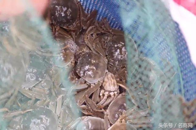 阳澄湖大闸蟹为什么电商很便宜,阳澄湖大闸蟹多少元一只