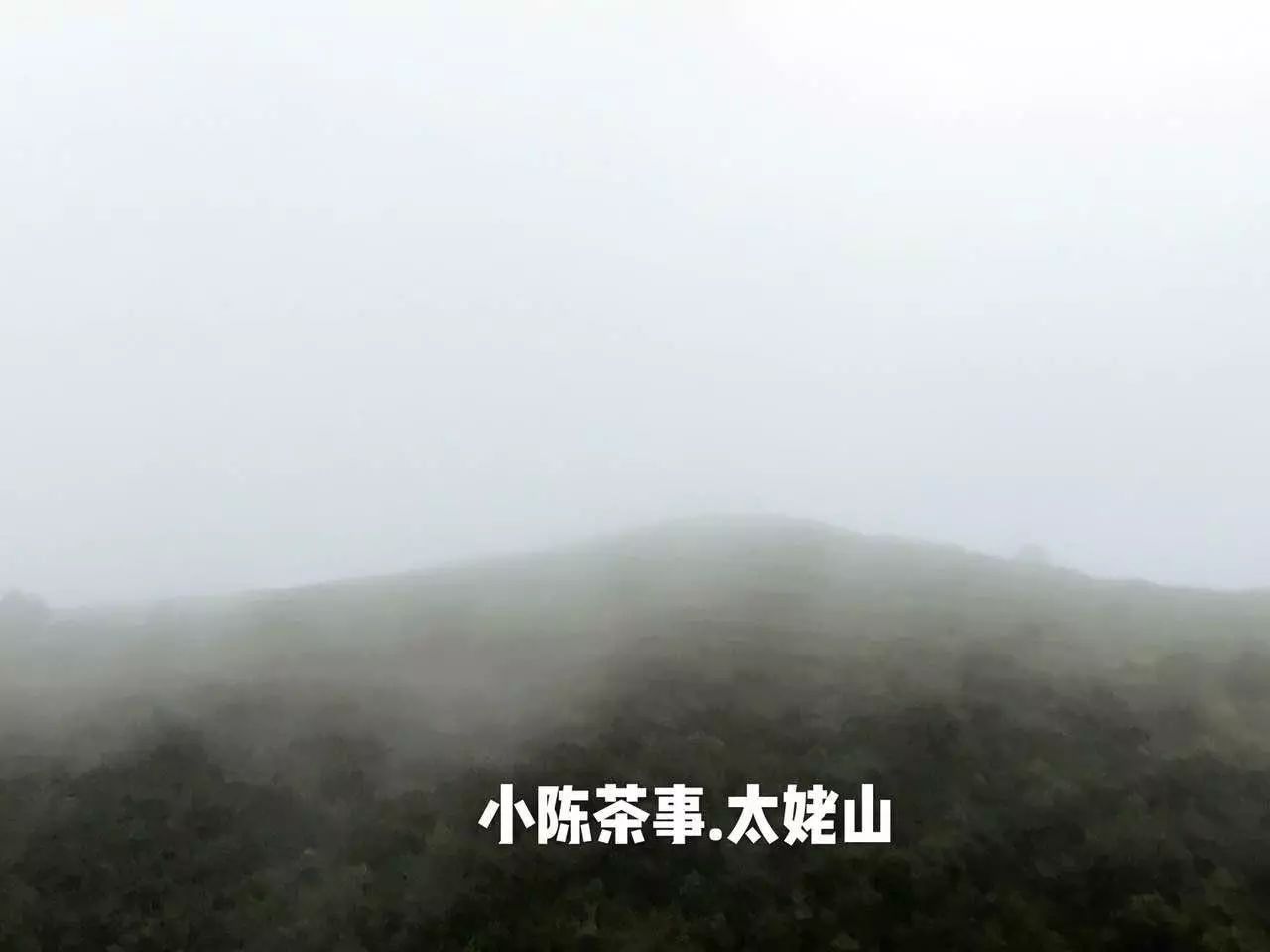 什么是茶怎么介绍,什么茶是正确的喝法