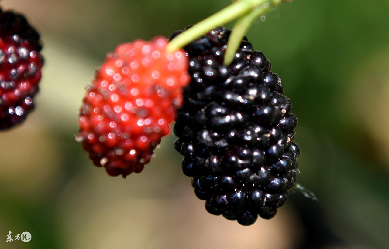 桑葚没熟可以吃吗,桑葚没嚼喝下去了怎么办