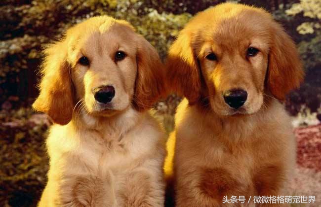 怎么在网上发布领养信息,怎么免费领养一只狗